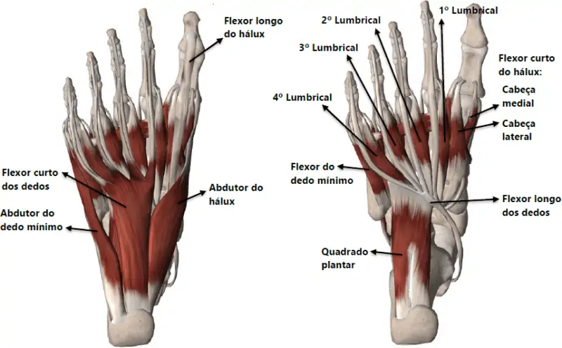 Fortalecimento dos pés e mobilidade dos tornozelos previne lesões nos membros inferiores