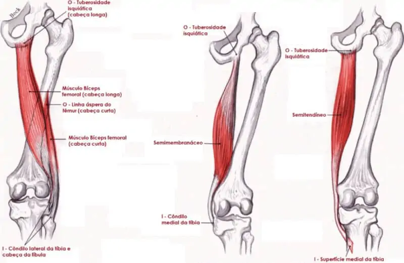 Prevenindo lesões no músculos isquiotibiais