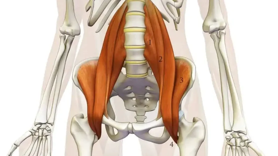 A importância dos músculos iliopsoas e isquiotibiais para sua coluna e joelhos