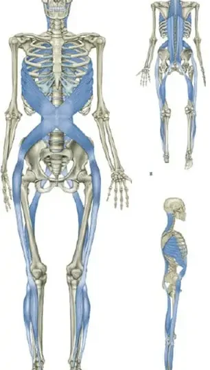 Músculo grande dorsal e o quadril – relação com a postura e marcha