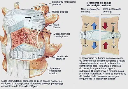 Dr. Márcio Silveira: Ortopedista Especialista em Traumatologia Esportiva, Joelho - Adulto e Infantil - e Idoso dor lombar disco intervertebral hernia